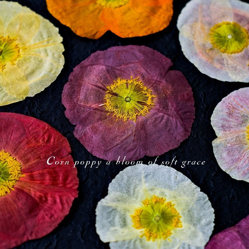 1pcs,Nature Field Poppy Presse - Resin Craft Ideas incelemesi ve fiyatı